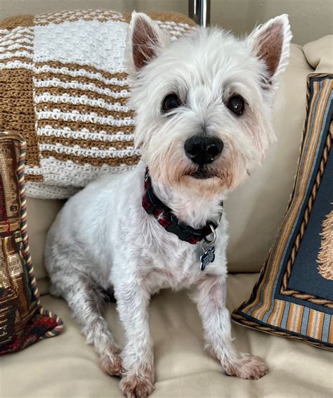 westie rescue of orange county|rescue westies for adoption.